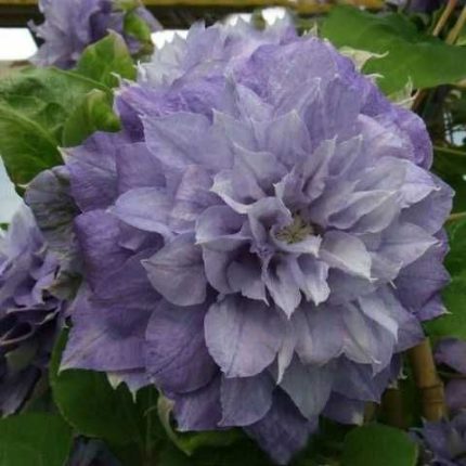 Clematita Mazury
