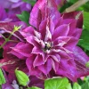 Clematita My Darling