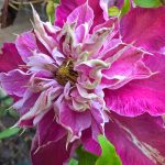 Clematita My Darling