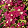 Clematita Niobe