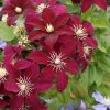 Clematita Niobe