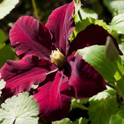 Clematita Niobe
