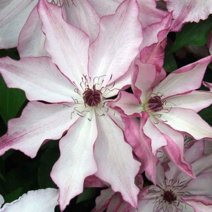 Clematita Omoshiro