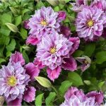 Clematita Piilu