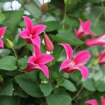 Clematita Princess Diana