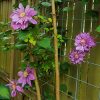 Clematita Proteus