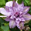 Clematita Proteus