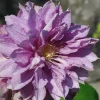 Clematita Proteus