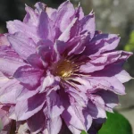 Clematita Proteus