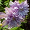 Clematita Proteus