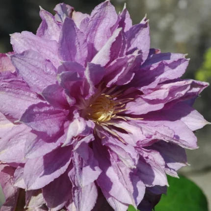 Clematita Proteus