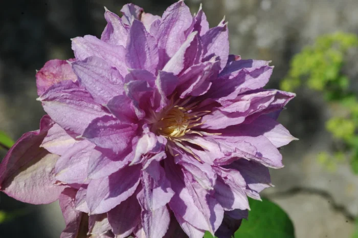 Clematita Proteus