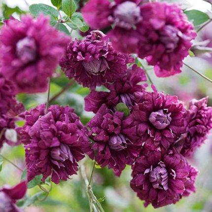 Clematita Purpurea Plena Elegans
