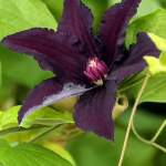 Clematita Rasputin
