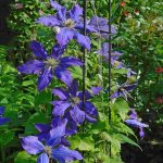 Clematita Rhapsody