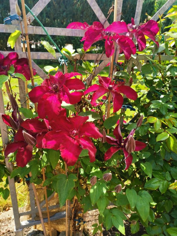 Clematita Solidarnosc
