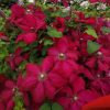 Clematita Solidarnosc