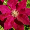 Clematita Solidarnosc