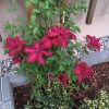 Clematita Solidarnosc