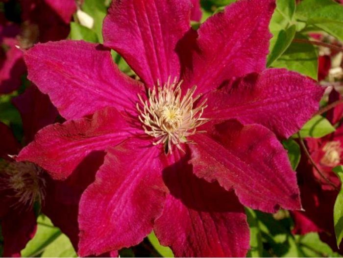 Clematita Solidarnosc