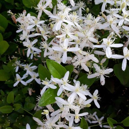 Clematita Stellar