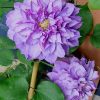 Clematita Vyvyan Pennell