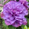 Clematita Vyvyan Pennell