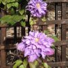 Clematita Vyvyan Pennell