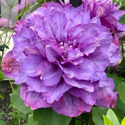 Clematita Vyvyan Pennell