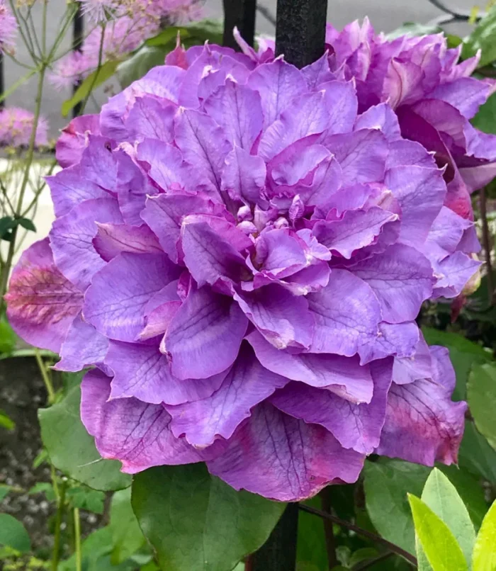 Clematita Vyvyan Pennell