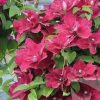 Clematita Zosia
