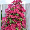 Clematita Zosia