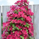 Clematita Zosia