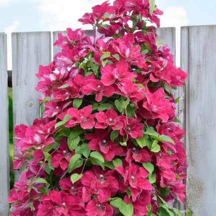 Clematita Zosia