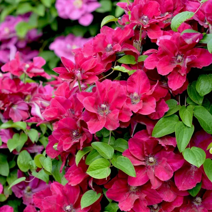 Clematita Zosia