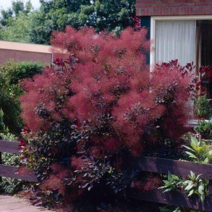 Cotinus coggygria Royal Purple