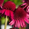 Echinacea DELICIOUS CANDY