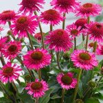 Echinacea DELICIOUS CANDY