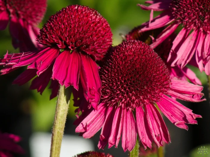 Echinacea DELICIOUS CANDY