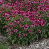 Echinacea DELICIOUS CANDY