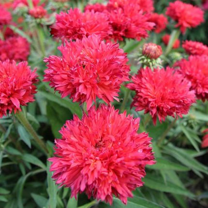 Echinacea Fringe Festival