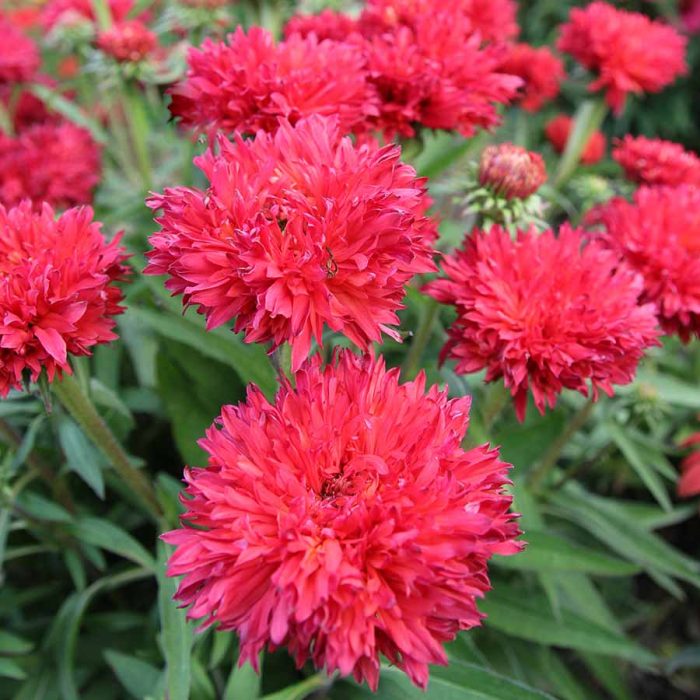 Echinacea Fringe Festival