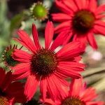 Echinacea Lakota Red