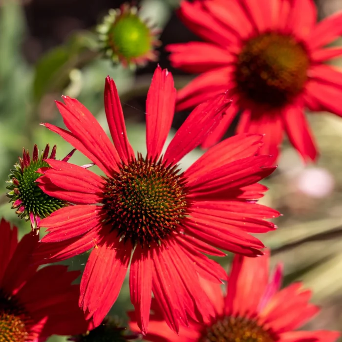 Echinacea Lakota Red
