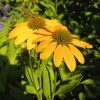 Echinacea Lakota Yellow