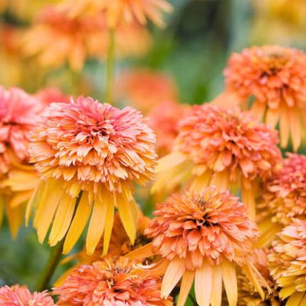 Echinacea Marmalade