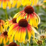 Echinacea PEARL Parrot
