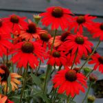Echinacea SUNMAGIC Fantastic Scarlet