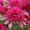 Echinacea Southern Belle