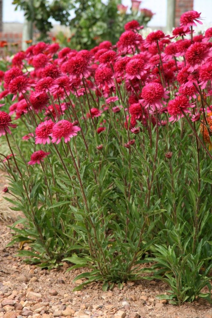 Echinacea Southern Belle